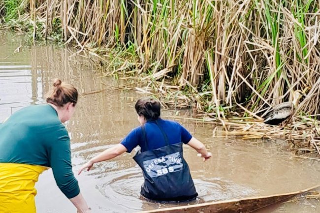 Equipe ambiental do SAMAE resgata curicaca ferida nas dependências de sua sede