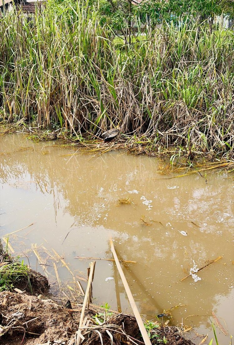 Equipe ambiental do SAMAE resgata curicaca ferida nas dependências de sua sede